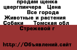 продам щенка цвергпинчера › Цена ­ 15 000 - Все города Животные и растения » Собаки   . Томская обл.,Стрежевой г.